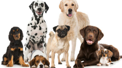 different-types-of-dogs