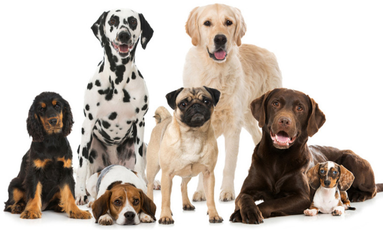 different-types-of-dogs