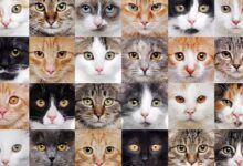 انواع نژادهای گربه