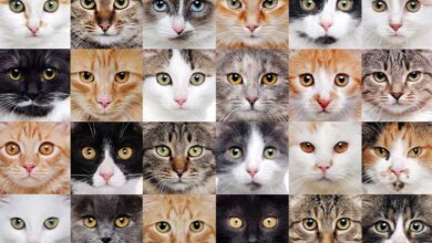 انواع نژادهای گربه