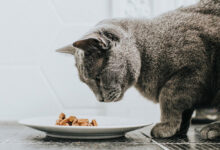 غذای خشک بهتر است یا غذای مرطوب