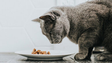 غذای خشک بهتر است یا غذای مرطوب