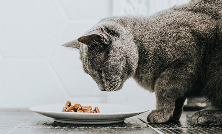 غذای خشک بهتر است یا غذای مرطوب