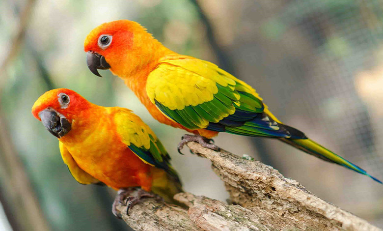 ۱۰ پرنده زینتی محبوب برای نگهداری در آپارتمان