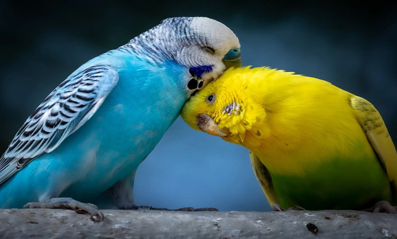 چگونه پرنده مناسب انتخاب کنیم