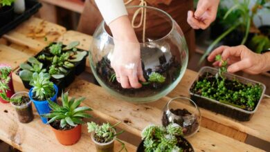 چگونه یک تراریوم ساده و ارزان برای مارمولک خانگی بسازیم