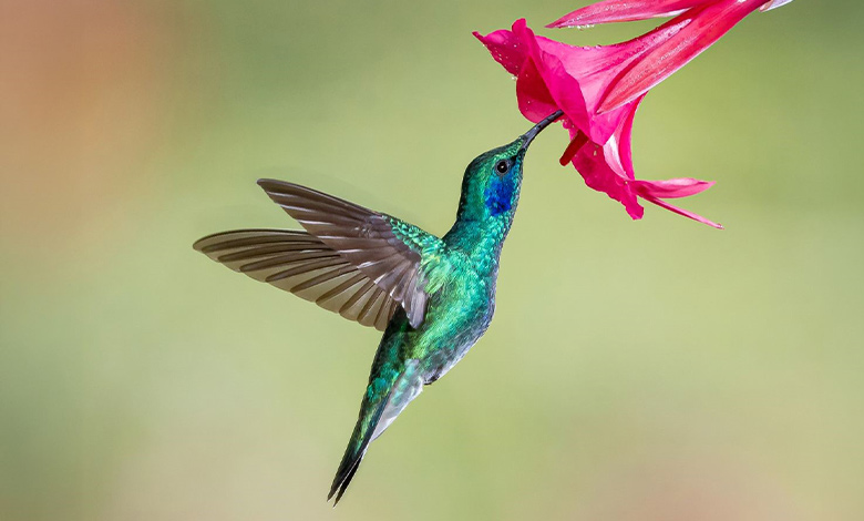 مرغ مگس خوار