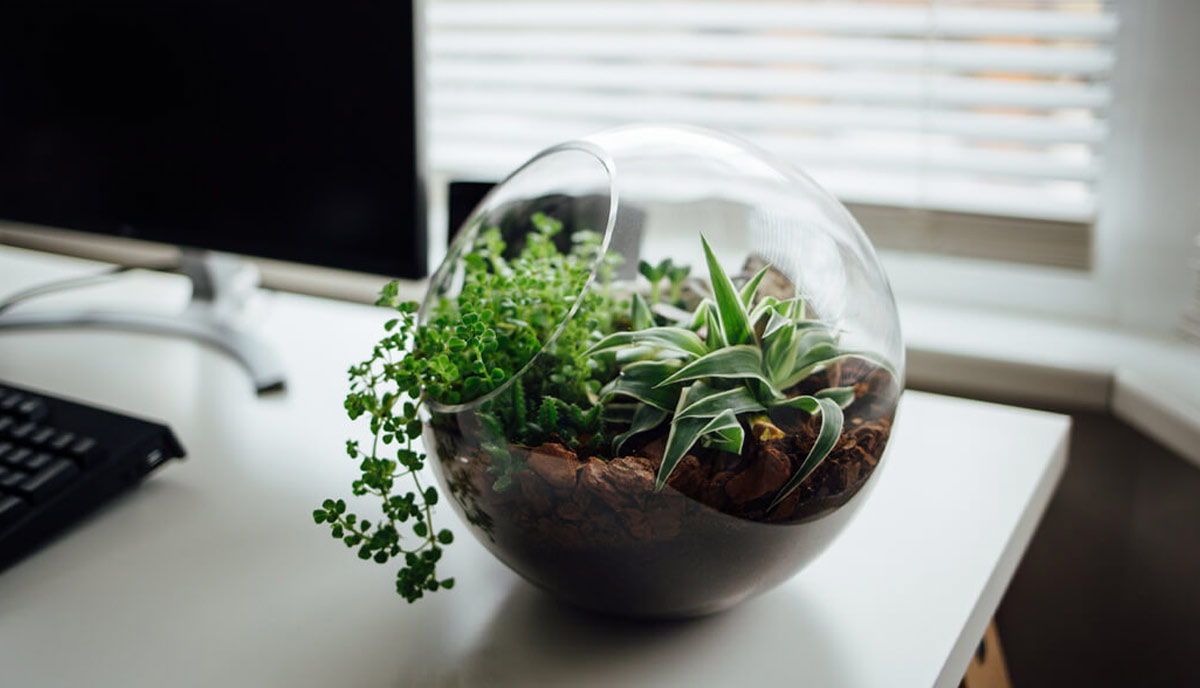 تراریوم مناسب برای مارمولک خانگی