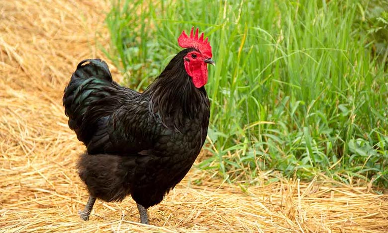 استرالورپر (Australorp)