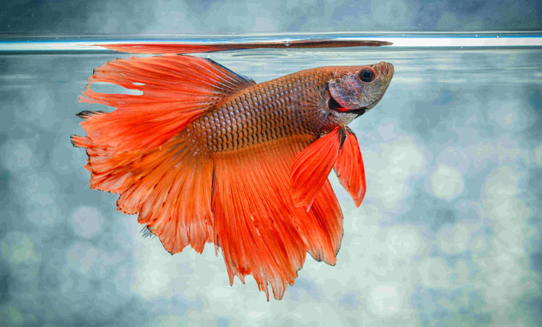 انتخاب ظرف مناسب برای ماهی فایتر