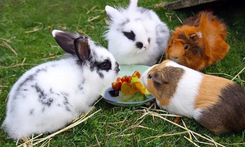 نکات مهم در انتخاب و استفاده از غذای آماده و پلت برای خرگوش و خوکچه هندی