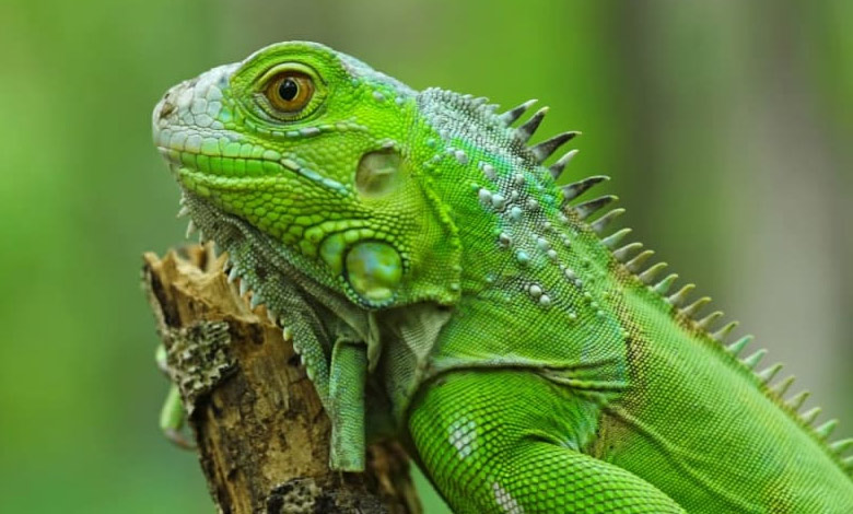 ایگوانا و دیگر سوسمارها