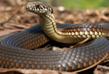 ۷ باور اشتباه و خطرناک درباره نگهداری از مارها