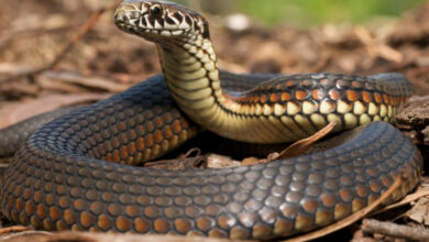 ۷ باور اشتباه و خطرناک درباره نگهداری از مارها