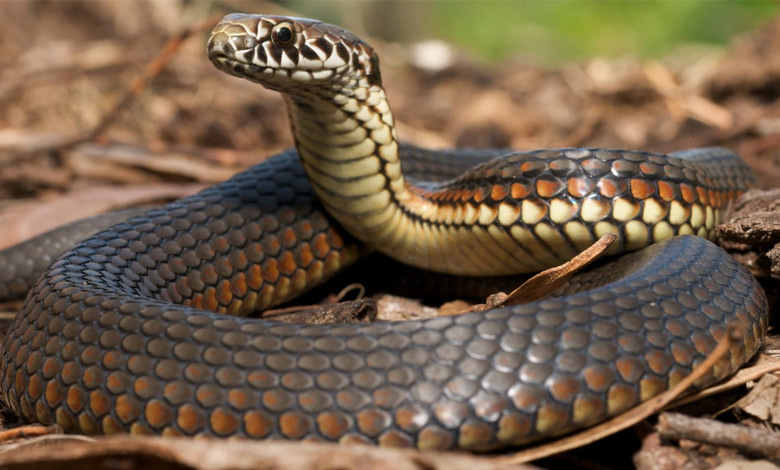 ۷ باور اشتباه و خطرناک درباره نگهداری از مارها