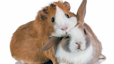 بررسی بهترین برندهای پلت و غذای آماده برای خرگوش و خوکچه هندی