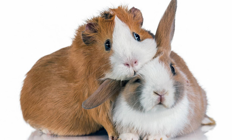 بررسی بهترین برندهای پلت و غذای آماده برای خرگوش و خوکچه هندی