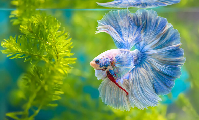 تغذیه ماهی فایتر