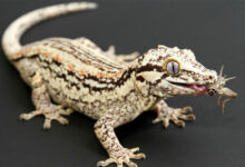 لیست خزندگان و دوزیستان مجاز و غیرمجاز برای نگهداری در ایران