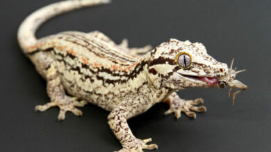 لیست خزندگان و دوزیستان مجاز و غیرمجاز برای نگهداری در ایران