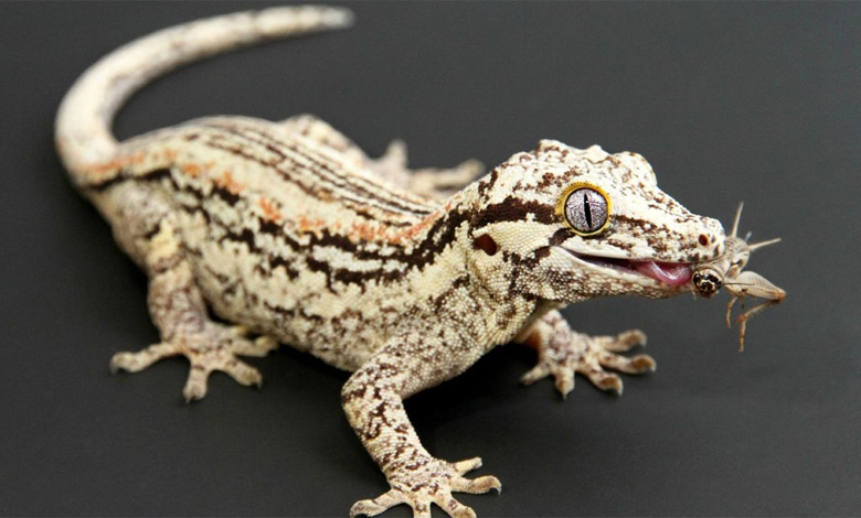 لیست خزندگان و دوزیستان مجاز و غیرمجاز برای نگهداری در ایران