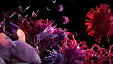 خطرات مشترک بین انسان و حیوانات اگزوتیک بیماری‌ های زئونوز در انسان