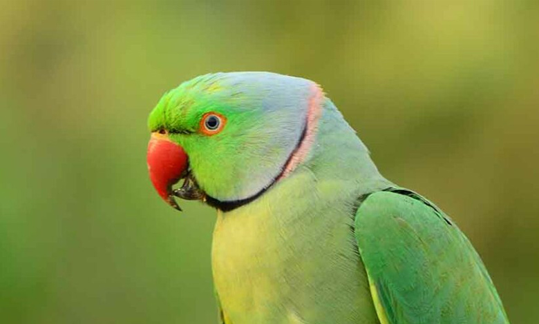 علل پرکنی در طوطی‌ها