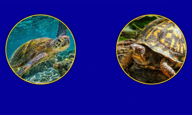 لاک‌پشت‌های آبزی و خشکی