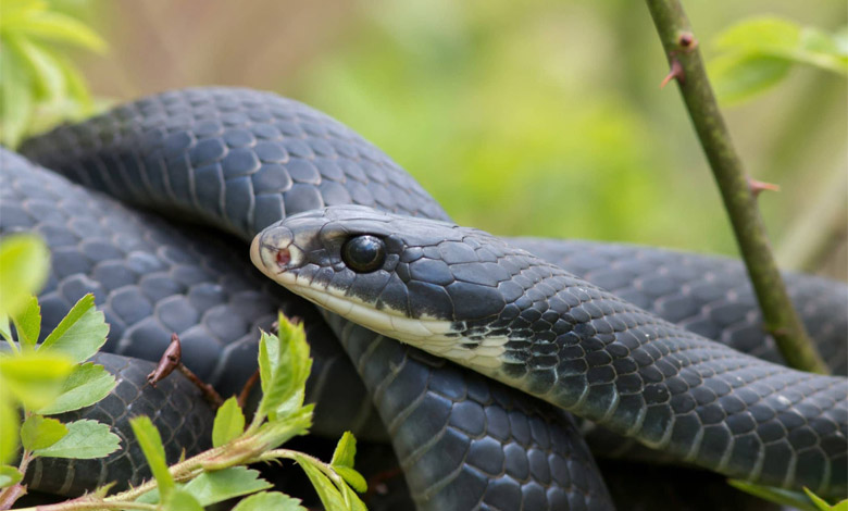 مارها فقط به خوراک کمی نیاز دارند