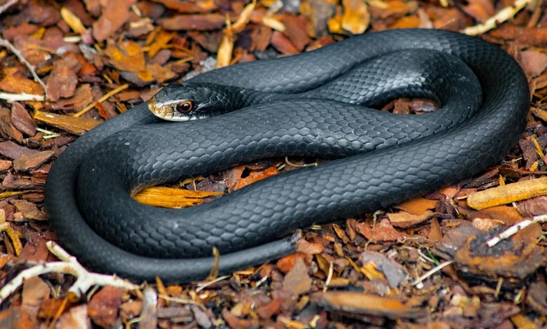 مارهای غیرسمی