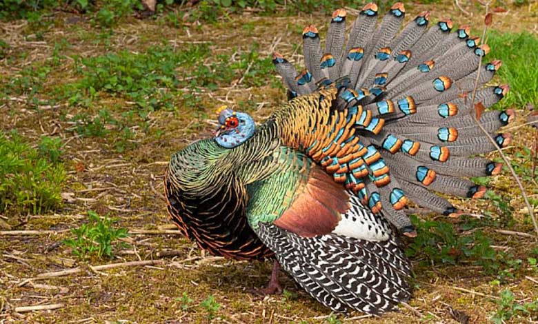 مرغ اوگاندا (Ocellated Turkey)