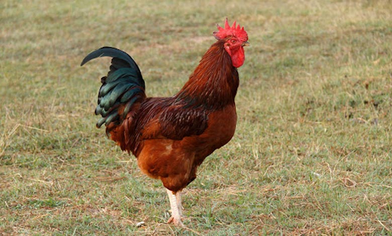 مرغ رُد آیلند رد (Rhode Island Red)