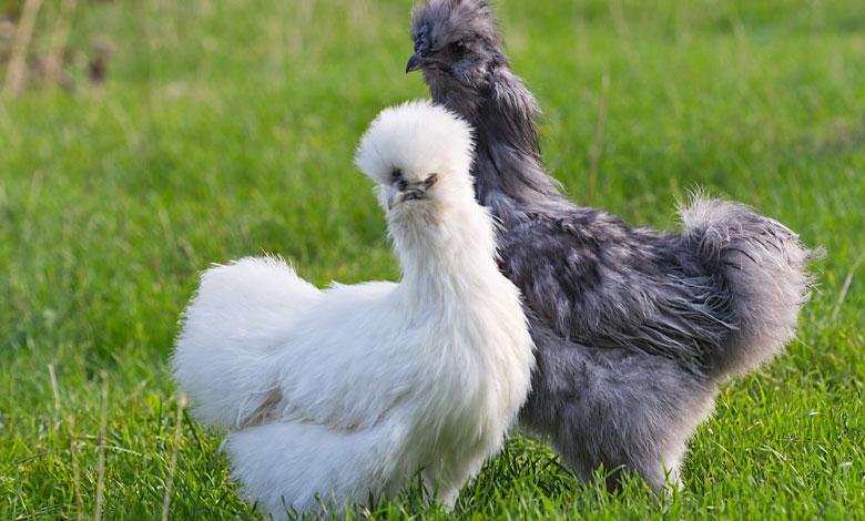 مرغ سیلکی (Silkie)