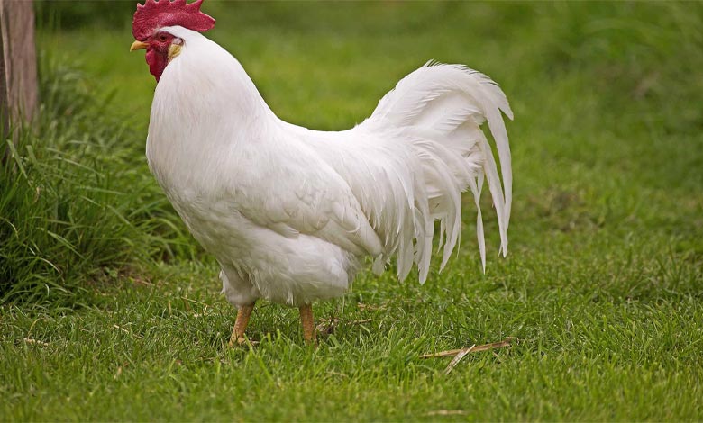 مرغ لِگهورن (Leghorn)