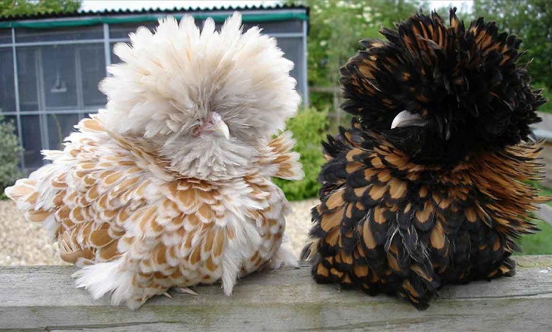 مرغ کوفته‌ای (Polish)