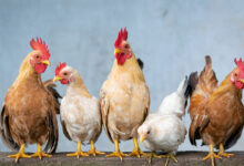 معرفی نژادهای مختلف مرغ: تخم‌گذار، گوشتی و زینتی