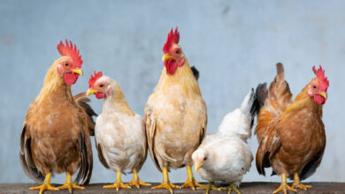 معرفی نژادهای مختلف مرغ: تخم‌گذار، گوشتی و زینتی