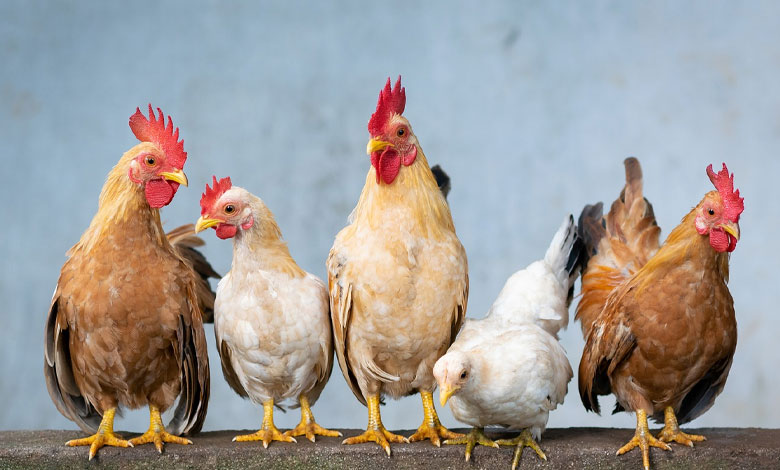 معرفی نژادهای مختلف مرغ: تخمگذار، گوشتی و زینتی