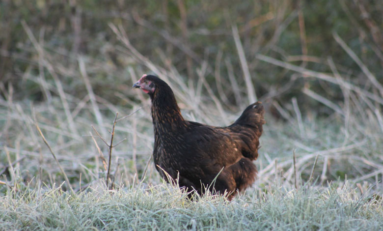 نورفولک بلک (Norfolk Black)