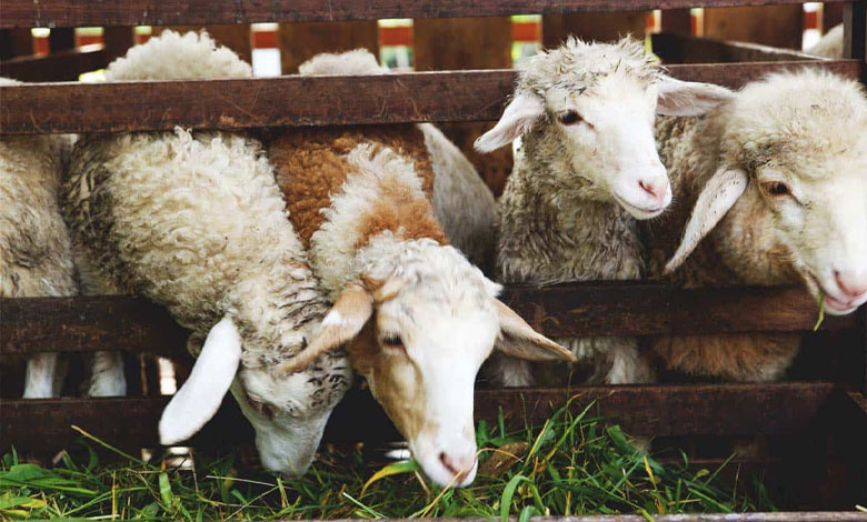 نکات کلیدی در نگهداری از بز و گوسفند در جای کوچک