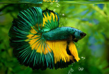 نگهداری از ماهی فایتر: از انتخاب ظرف مناسب تا جلوگیری از افسردگی