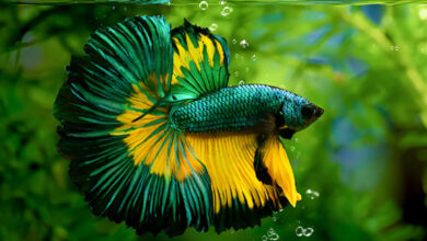 نگهداری از ماهی فایتر: از انتخاب ظرف مناسب تا جلوگیری از افسردگی