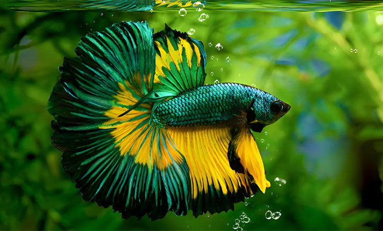 نگهداری از ماهی فایتر: از انتخاب ظرف مناسب تا جلوگیری از افسردگی