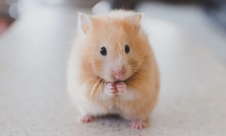 همستر کوچک و مستقل