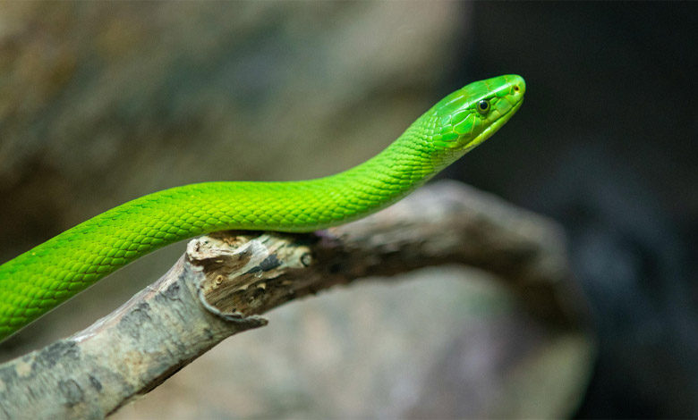 همه مارها رفتاری مشابه دارند