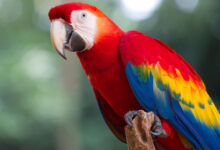 مقایسه هوش و توانایی سخنگویی در طوطی‌های مختلف