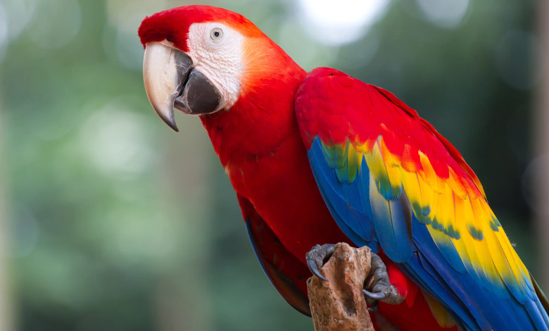 مقایسه هوش و توانایی سخنگویی در طوطی‌های مختلف