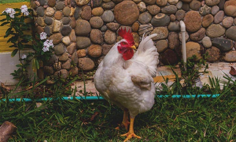 هَیبرید یا خطوط گوشتی (Cornish Cross)