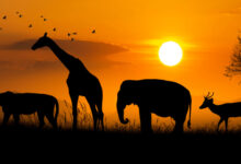 تأثیر تغییرات اقلیمی بر حیات وحش