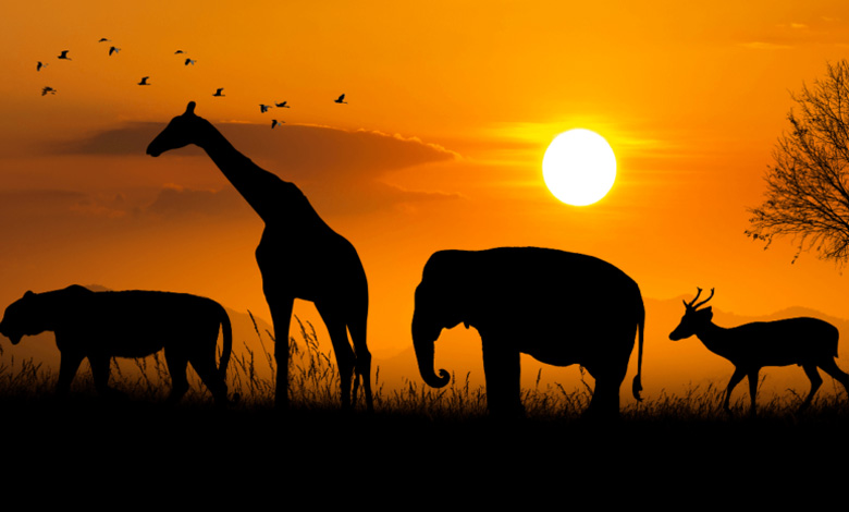 تأثیر تغییرات اقلیمی بر حیات وحش